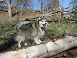 pupsmarch07.jpg