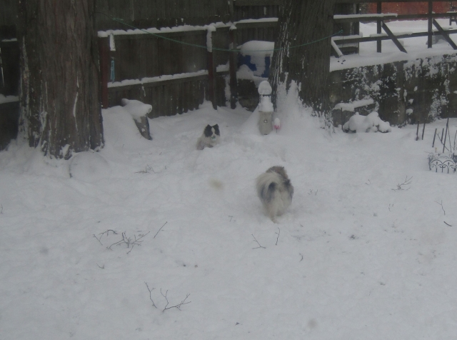 snowdog04.jpg