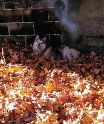 Filename=linleaves01.jpg
Filesize=139KiB
Dimensions=624x738
Date added=Oct 31, 2025 linleaves01.jpg