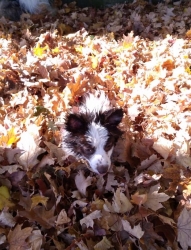 Filename=linleaves03.jpg
Filesize=146KiB
Dimensions=624x815
Date added=Oct 31, 2025 linleaves03.jpg