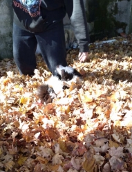 Filename=linleaves04.jpg
Filesize=125KiB
Dimensions=624x815
Date added=Oct 31, 2025 linleaves04.jpg