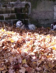 Filename=linleaves05.jpg
Filesize=121KiB
Dimensions=624x815
Date added=Oct 31, 2025 linleaves05.jpg