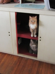 Filename=octpets1.jpg
Filesize=356KiB
Dimensions=1623x2164
Date added=Oct 31, 2025 octpets1.jpg