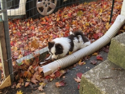 Filename=octpets4.jpg
Filesize=809KiB
Dimensions=2318x1739
Date added=Oct 31, 2025 octpets4.jpg