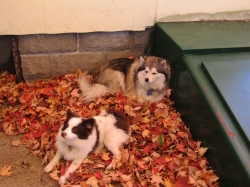 Filename=octpets6.jpg
Filesize=621KiB
Dimensions=2318x1739
Date added=Oct 31, 2025 octpets6.jpg