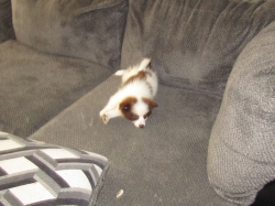 Filename=pup.jpg
Filesize=476KiB
Dimensions=2000x1500
Date added=Oct 31, 2025 pup.jpg