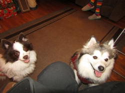 Filename=puppies01.jpg
Filesize=381KiB
Dimensions=2061x1546
Date added=Oct 31, 2025 puppies01.jpg