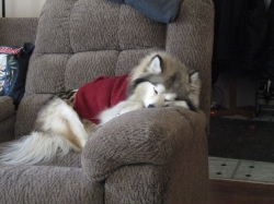 Filename=puppies03.jpg
Filesize=444KiB
Dimensions=2061x1546
Date added=Oct 31, 2025 puppies03.jpg