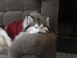 Filename=puppies05.jpg
Filesize=202KiB
Dimensions=1546x1159
Date added=Oct 31, 2025 puppies05.jpg