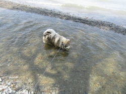 Filename=racoon11.jpg
Filesize=966KiB
Dimensions=2576x1932
Date added=Oct 31, 2025 racoon11.jpg