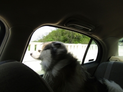 Filename=racoon16.jpg
Filesize=2495KiB
Dimensions=3000x2249
Date added=Oct 31, 2025 racoon16.jpg