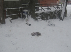 Filename=snowdog02.jpg
Filesize=366KiB
Dimensions=2231x1658
Date added=Oct 31, 2025 snowdog02.jpg