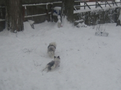 Filename=snowdog03.jpg
Filesize=350KiB
Dimensions=2231x1658
Date added=Oct 31, 2025 snowdog03.jpg