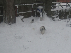 Filename=snowdog04.jpg
Filesize=411KiB
Dimensions=2326x1730
Date added=Oct 31, 2025 snowdog04.jpg