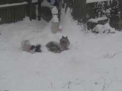 Filename=snowdog07.jpg
Filesize=236KiB
Dimensions=2061x1546
Date added=Oct 31, 2025 snowdog07.jpg