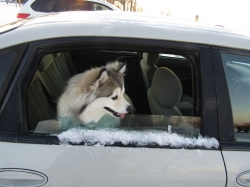 Filename=snowtrip18.jpg
Filesize=483KiB
Dimensions=2576x1932
Date added=Oct 31, 2025 snowtrip18.jpg