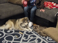 Filename=decpets01.jpg
Filesize=454KiB
Dimensions=2215x1662
Date added=Oct 31, 2025 decpets01.jpg