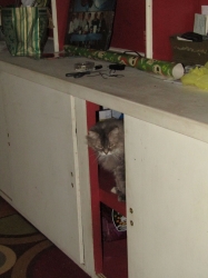 Filename=decpets02.jpg
Filesize=305KiB
Dimensions=1546x2061
Date added=Oct 31, 2025 decpets02.jpg