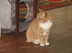 Filename=petsnewyear1.jpg
Filesize=446KiB
Dimensions=2061x1546
Date added=Oct 31, 2025 petsnewyear1.jpg