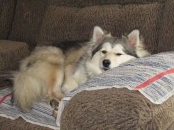 Filename=petsnewyear2.jpg
Filesize=549KiB
Dimensions=2061x1546
Date added=Oct 31, 2025 petsnewyear2.jpg