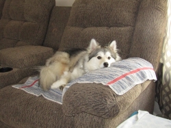 Filename=petsnewyear3.jpg
Filesize=616KiB
Dimensions=2061x1546
Date added=Oct 31, 2025 petsnewyear3.jpg