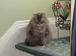 Filename=petsnewyear6.jpg
Filesize=410KiB
Dimensions=2061x1546
Date added=Oct 31, 2025 petsnewyear6.jpg