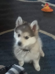 Filename=tedpup2.jpg
Filesize=368KiB
Dimensions=1536x2048
Date added=Oct 31, 2025 tedpup2.jpg