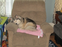 Filename=tiredteddy.jpg
Filesize=699KiB
Dimensions=2576x1932
Date added=Oct 31, 2025 tiredteddy.jpg