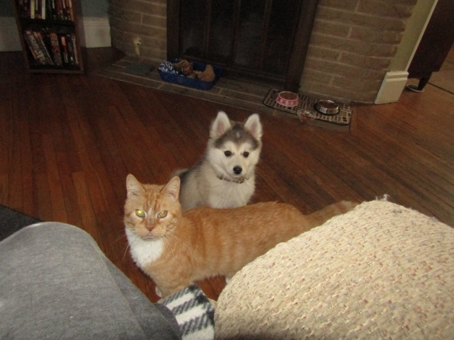 pets41903.jpg