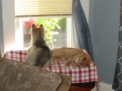 Filename=animals52501.jpg
Filesize=712KiB
Dimensions=2576x1932
Date added=Oct 31, 2025 animals52501.jpg