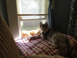 Filename=animals61202.jpg
Filesize=681KiB
Dimensions=2576x1932
Date added=Oct 31, 2025 animals61202.jpg