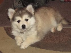 Filename=teddy2.jpg
Filesize=367KiB
Dimensions=1866x1400
Date added=Oct 31, 2025 teddy2.jpg