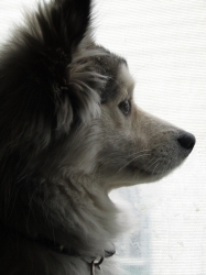 Filename=teddyportrait2.jpg
Filesize=576KiB
Dimensions=1932x2576
Date added=Oct 31, 2025 teddyportrait2.jpg