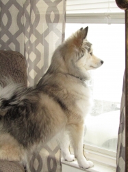 Filename=teddyportrait6.jpg
Filesize=417KiB
Dimensions=1546x2061
Date added=Oct 31, 2025 teddyportrait6.jpg