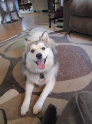 Filename=vacpets01.jpg
Filesize=365KiB
Dimensions=1352x1803
Date added=Oct 31, 2025 vacpets01.jpg