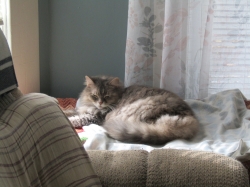 Filename=vacpets04.jpg
Filesize=464KiB
Dimensions=2061x1546
Date added=Oct 31, 2025 vacpets04.jpg