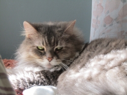 Filename=vacpets06.jpg
Filesize=570KiB
Dimensions=2318x1739
Date added=Oct 31, 2025 vacpets06.jpg