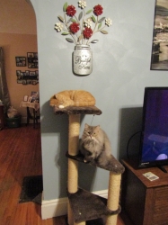 Filename=animals81902.jpg
Filesize=709KiB
Dimensions=1932x2576
Date added=Oct 31, 2025 animals81902.jpg