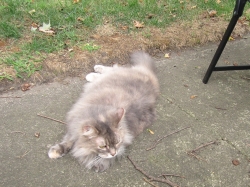 Filename=animals81904.jpg
Filesize=724KiB
Dimensions=1728x1296
Date added=Oct 31, 2025 animals81904.jpg