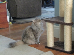 Filename=animals81906.jpg
Filesize=247KiB
Dimensions=1546x1159
Date added=Oct 31, 2025 animals81906.jpg