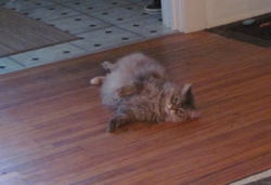 Filename=prec1191.jpg
Filesize=125KiB
Dimensions=1045x717
Date added=Oct 31, 2025 prec1191.jpg