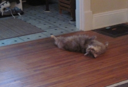 Filename=prec1193.jpg
Filesize=198KiB
Dimensions=1351x926
Date added=Oct 31, 2025 prec1193.jpg