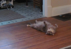 Filename=prec1195.jpg
Filesize=189KiB
Dimensions=1351x926
Date added=Oct 31, 2025 prec1195.jpg