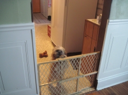 Filename=toby1.jpg
Filesize=405KiB
Dimensions=2000x1500
Date added=Oct 31, 2025 toby1.jpg