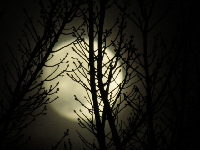 novmoon05.jpg